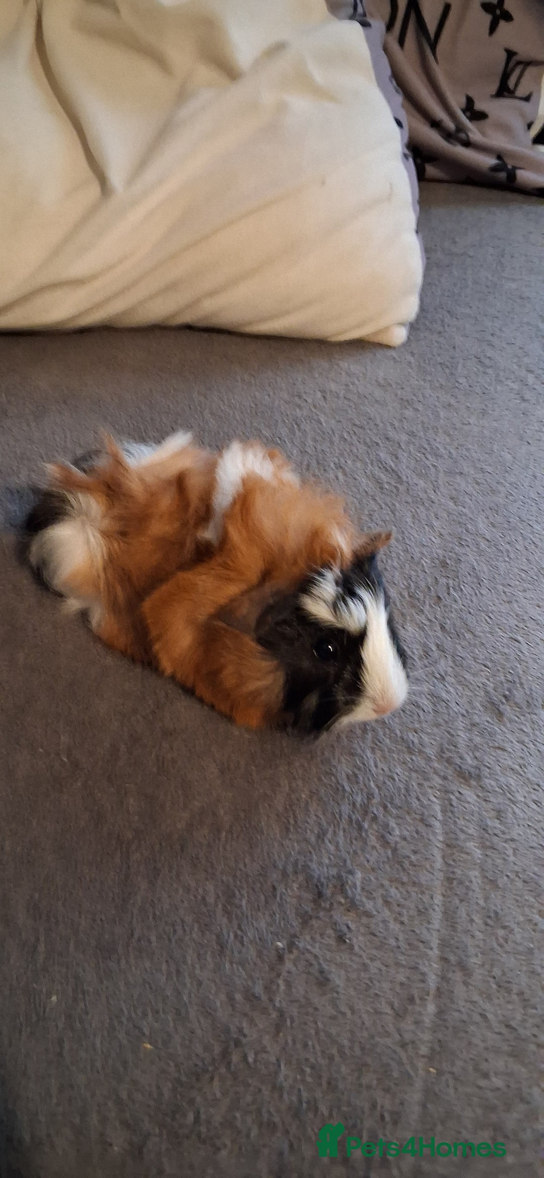 Guinea Pig rodents for sale: 6 baby girl guinea pigs 2 boys  - Advert 19