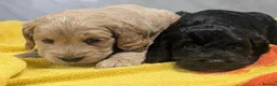 Cockapoo dogs for sale: Ready now! Licensed breeder health tested F1 pups - Advert 8