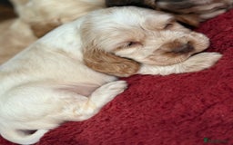 Cocker Spaniel dogs for sale: Show type cocker spaniels  - Image 26