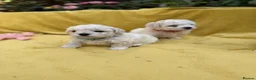 Bichon Frise dogs for sale: ⭐️Gorgeous Bichon Frise Puppies Available ⭐️ in Glasgow - Advert 6