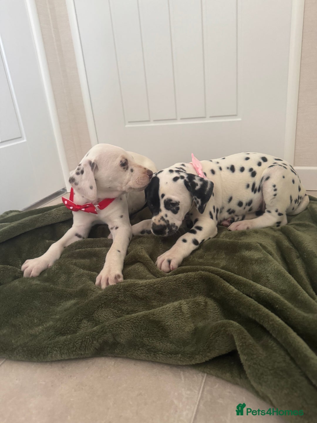 Dalmatian dogs for sale: Dalmatian puppys - Advert 3