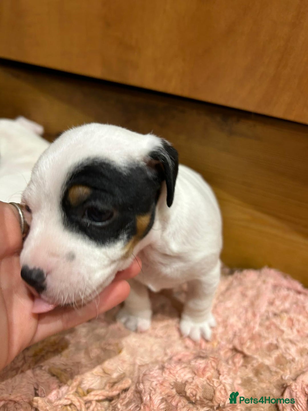 Jack Russell dogs for sale: Traditional jack Russells - Advert 5