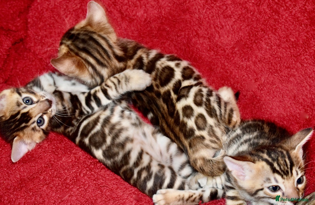 Bengal cats for sale: Beautiful Bengal kittens  - Image 5