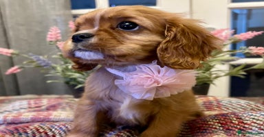 Cavalier King Charles Spaniel dogs - Advert 7