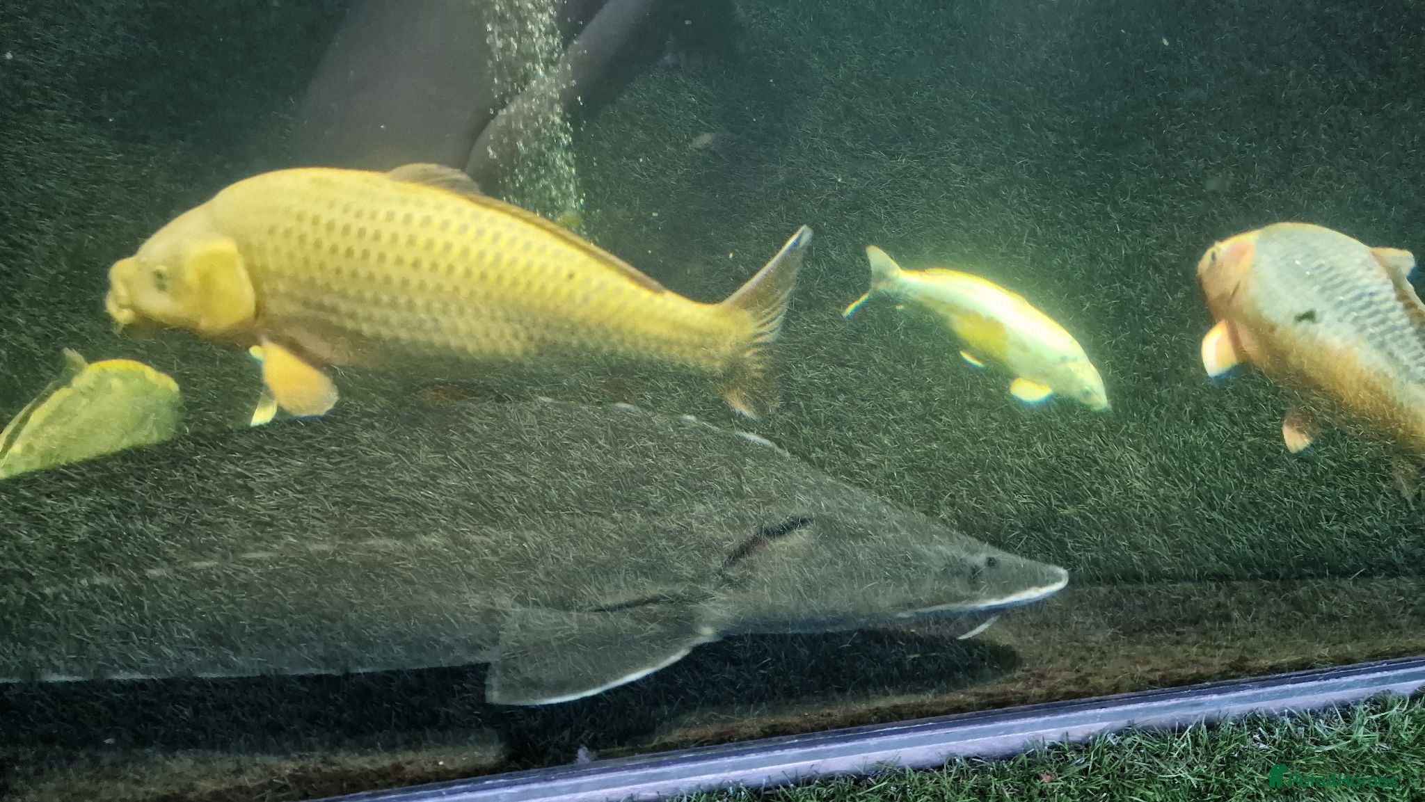 Koi Carp fish Large Koi Carp for Sale – Approx. 20"  - Advert 1