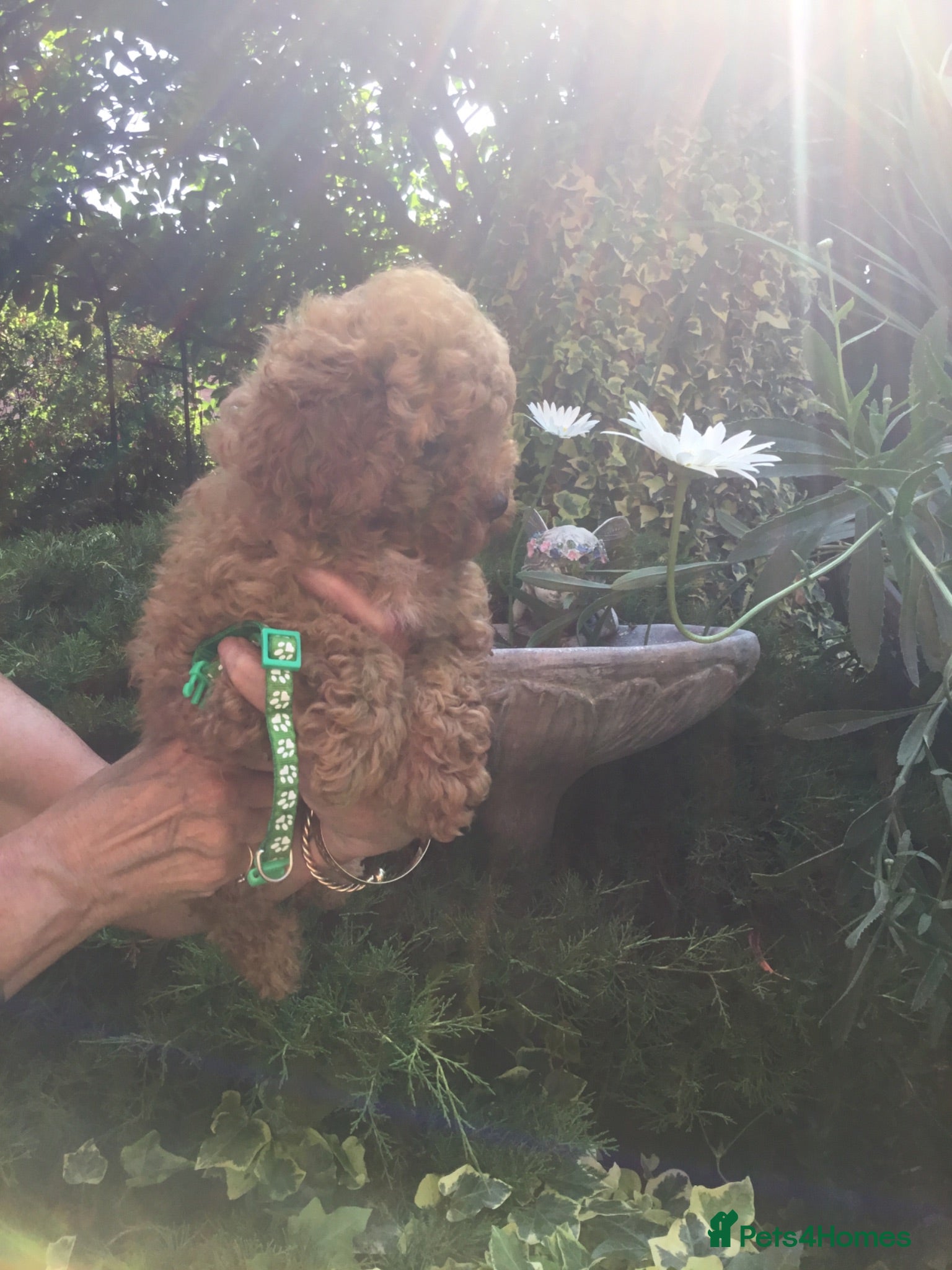Toy Poodle dogs Adorable Pedigree Red Toy Poodles - Advert 2