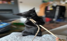 Domestic Shorthair cats for sale: Meet Skraps – Your New Snuggle Buddy! 🖤 - Image 7