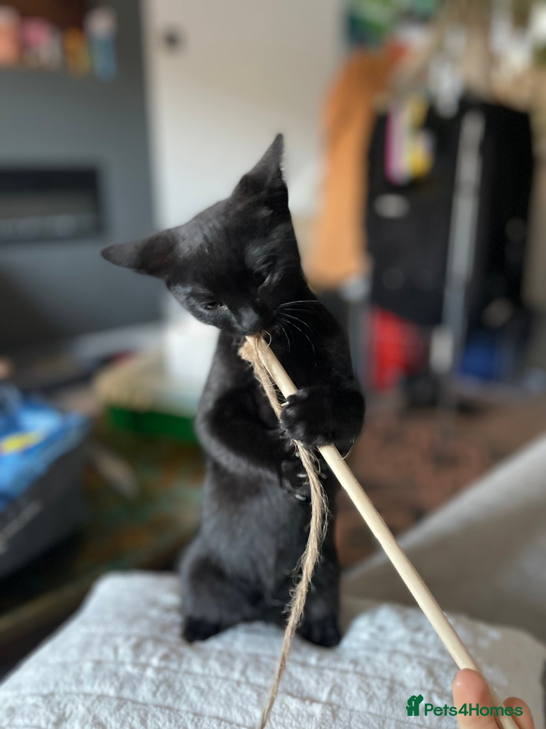 Domestic Shorthair cats for sale: Meet Skraps – Your New Snuggle Buddy! 🖤 - Image 7