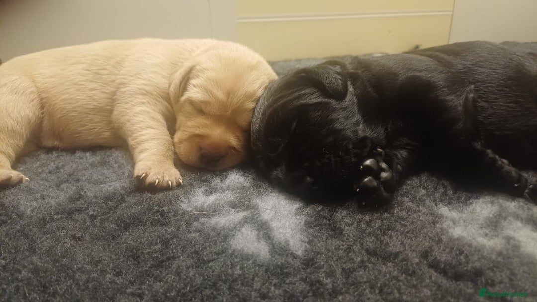 Labrador Retriever dogs for sale: KC Labrador puppies 5weeks old 3 boys  - Image 9