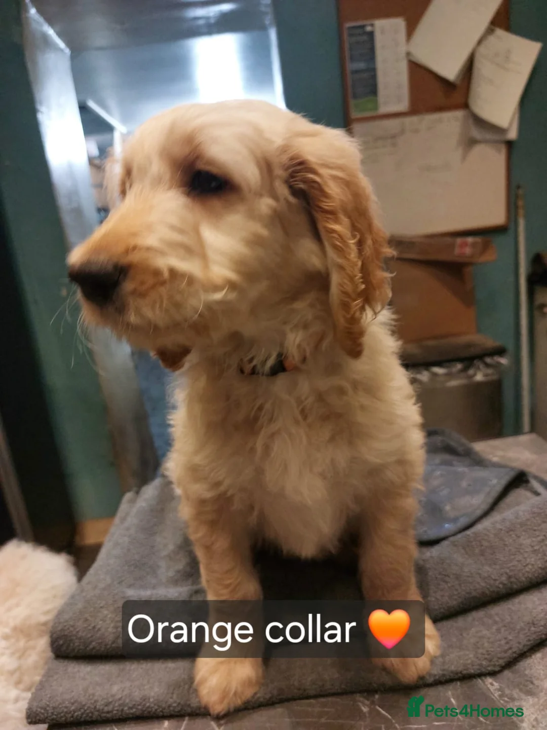 Goldendoodle dogs for sale: 2 beautiful F1 female Goldendoodle pups for sale - Advert 13