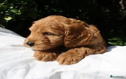 Cockapoo dogs for sale: Cockapoo puppies F1B - Image 1