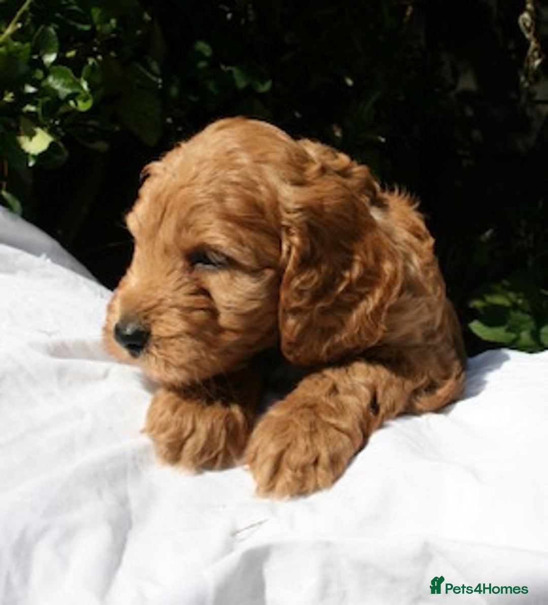 Cockapoo dogs for sale: Cockapoo puppies F1B - Image 1
