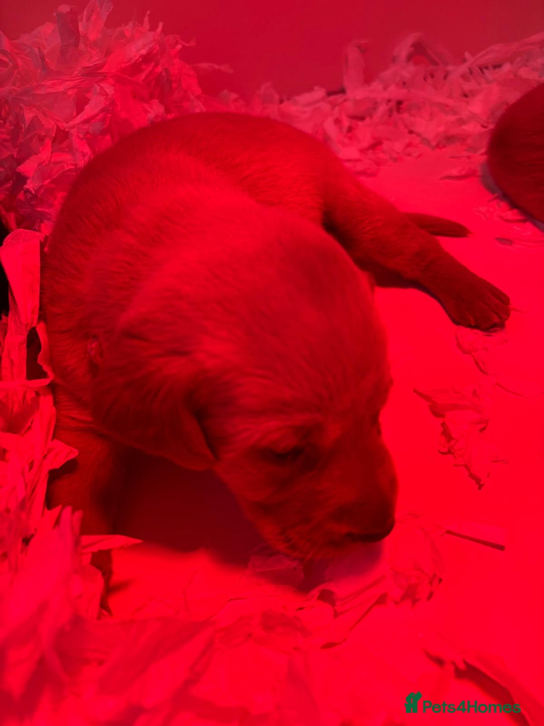 Labrador Retriever dogs for sale: Labrador puppies  - Advert 4