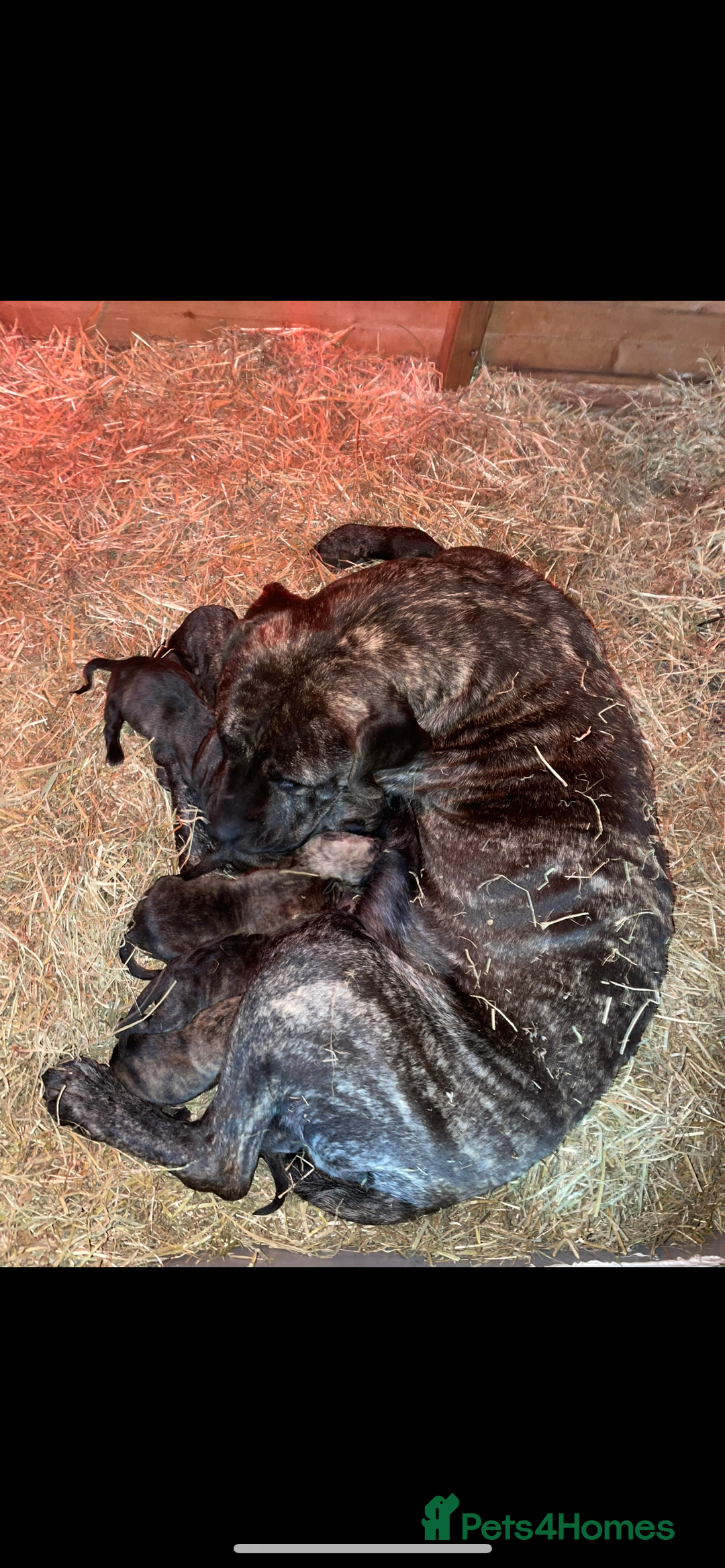 Presa Canario dogs for sale: Presa Canario Puppies Spanish x Serbian Imports - Advert 11