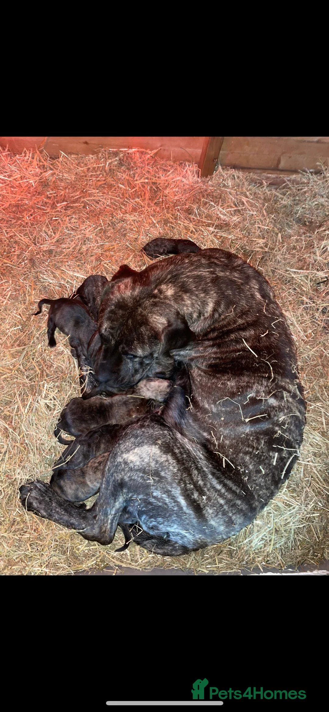 Presa Canario dogs for sale: Presa Canario Puppies Spanish x Serbian Imports - Advert 5