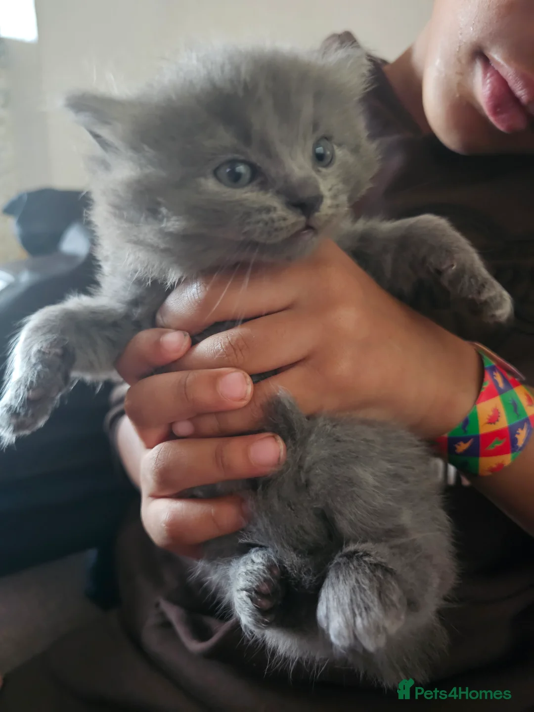 Ragdoll cats for sale: Gorgeous fluffy grey half ragdoll - Advert 4