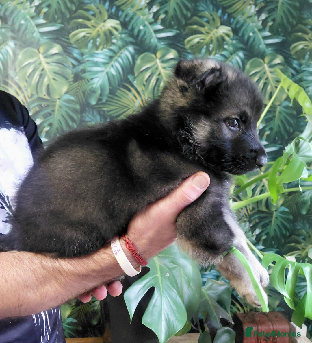 German Shepherd dogs for sale: German shepherd puppies - Advert 12
