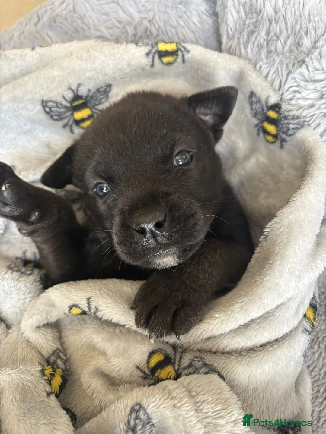 Mixed Breed dogs for sale: Rotty-corso in Saint Leonards-on-sea - Advert 2