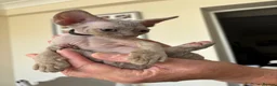 Devon Rex cats for sale: Price Reduced!TICARegisteredDevonRex lilac kittens - Advert 22