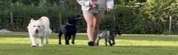German Shepherd dogs for sale: Apricot/Cream GSD FEMALE  - Advert 3
