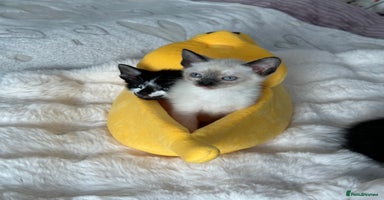 Mixed Breed cats 🌟Beautiful Cornish Rex kittens for Reservation 🌟 - Advert 4