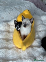 Mixed Breed cats 🌟Beautiful Cornish Rex kittens for Reservation 🌟 - Advert 4