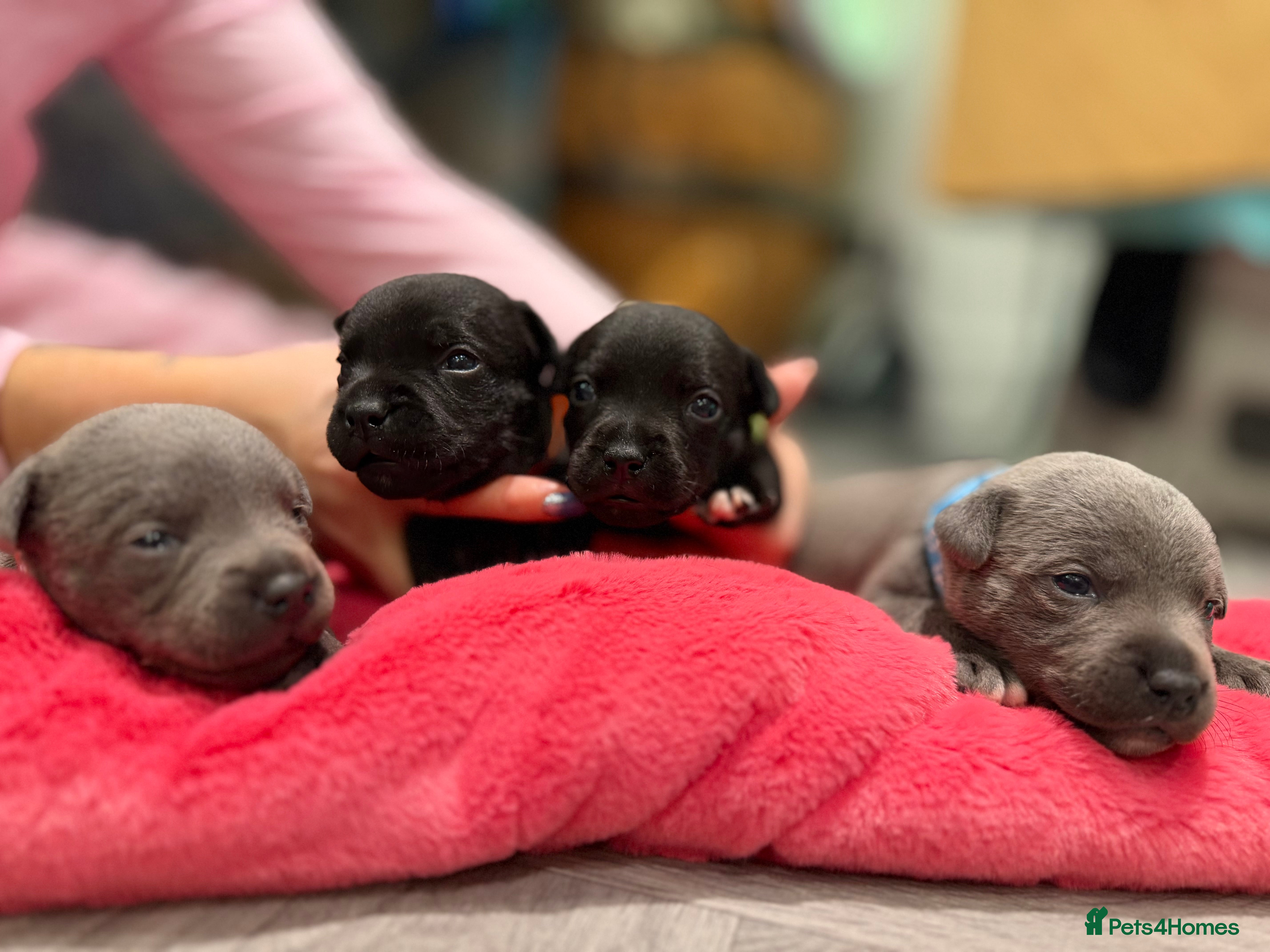 Staffordshire Bull Terrier dogs 🐾Blue & Black Staffordshire bull terrier pups🐾 - Advert 5