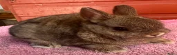 Netherland Dwarf rabbits for sale: Young Netherland Dwarfs - Advert 5