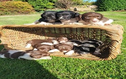 English Springer Spaniel dogs for sale: Kc reg springer spaniel  - Image 3