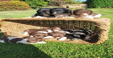 English Springer Spaniel dogs - Advert 12