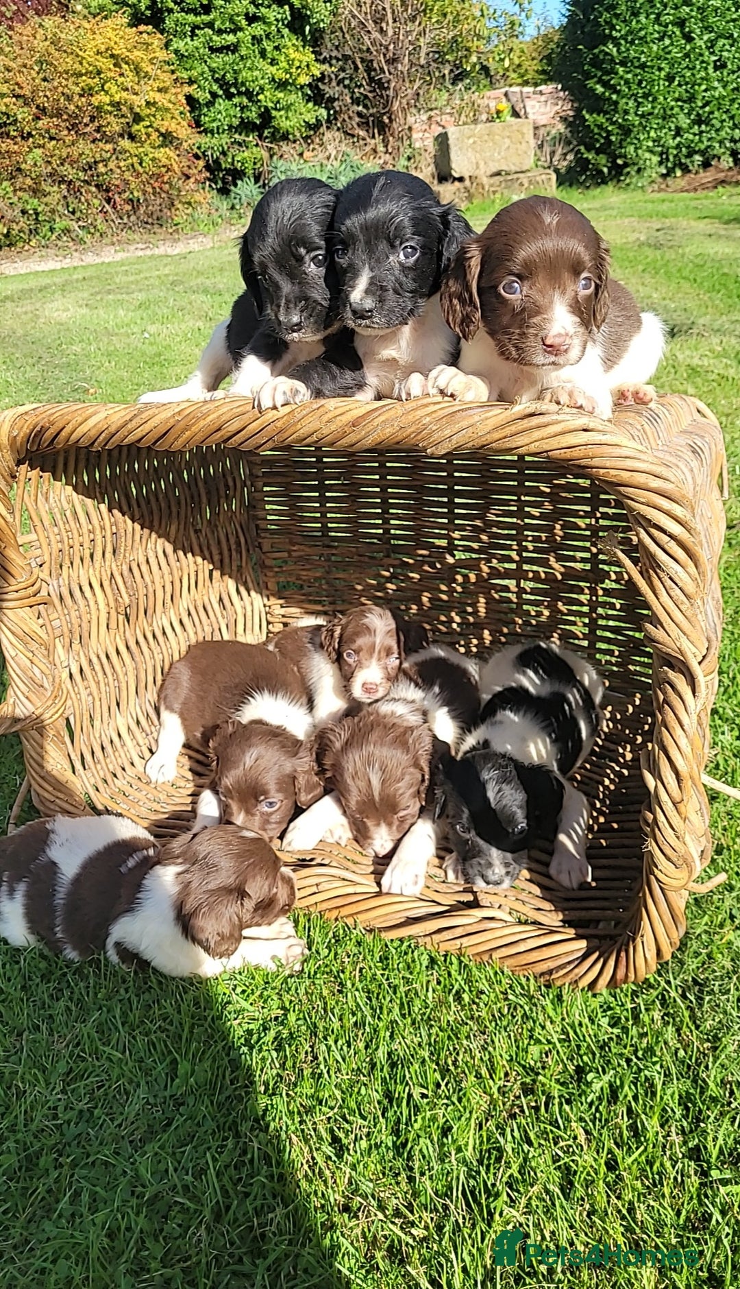 English Springer Spaniel dogs for sale: Kc reg springer spaniel  - Image 3