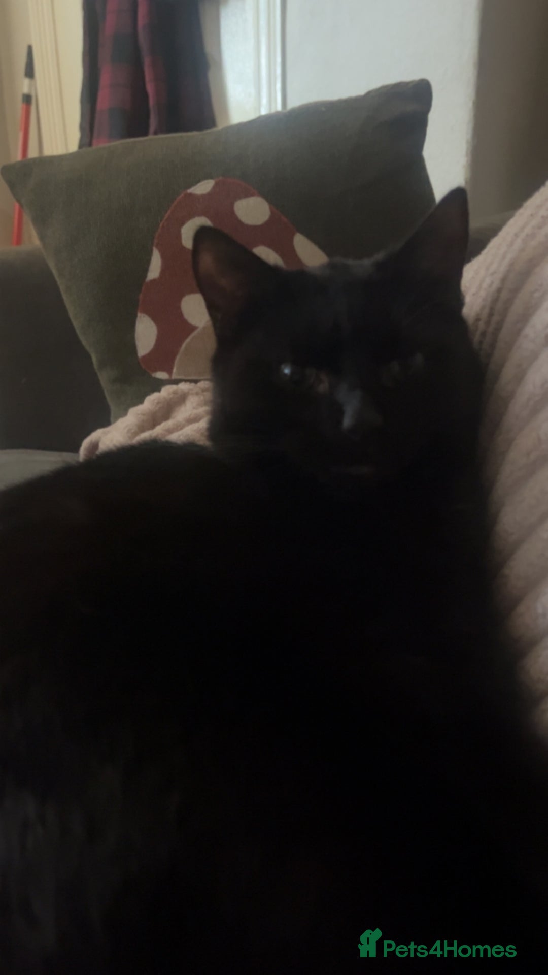 Mixed Breed cats for sale: 2 bonded cats - Advert 6