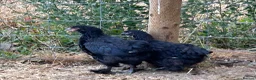 Chickens poultry for sale: French Moran/pekin bantam  - Advert 15