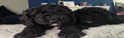 Miniature Poodle dogs for sale: Miniature poodle first litter  - Advert 18
