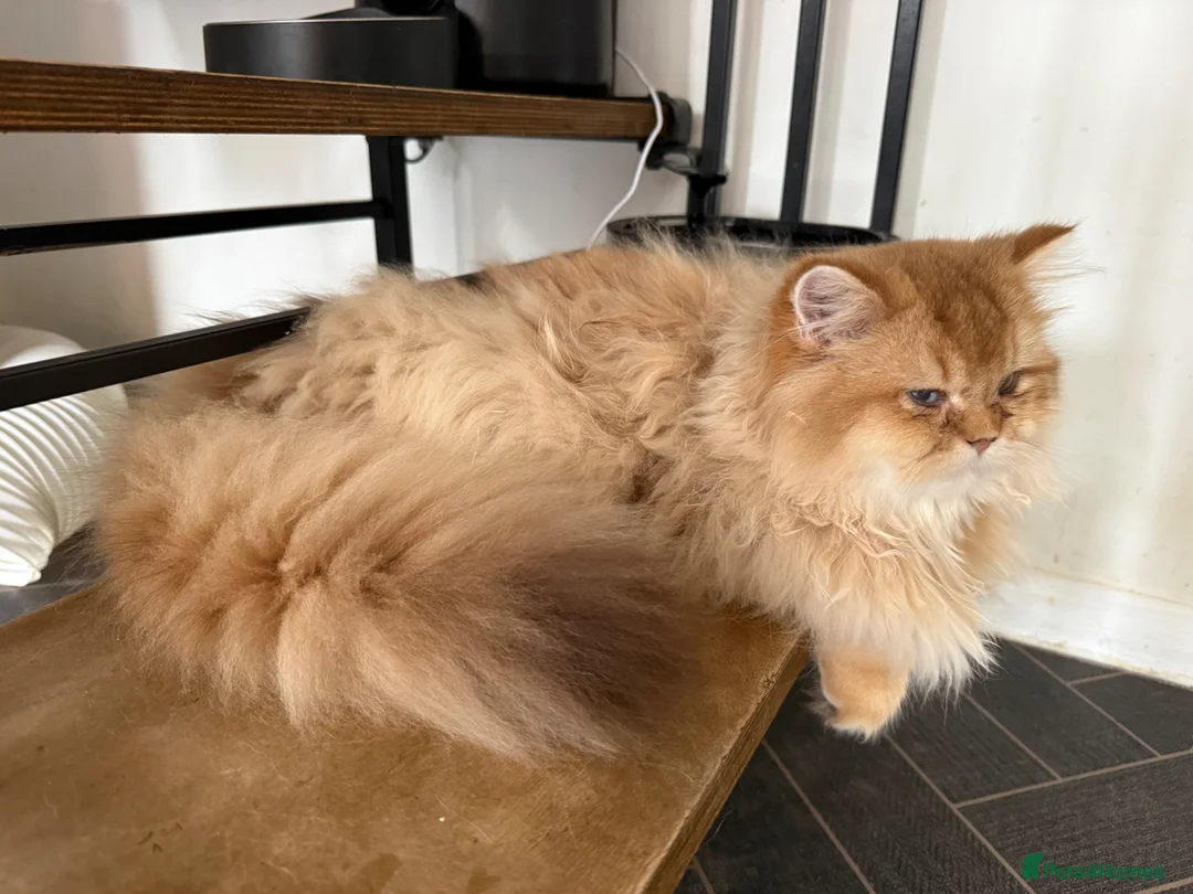 British Shorthair cats for sale: GCCF New Litters Available BLH/BSH Golden Kittens - Advert 2