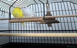 Budgerigars birds for sale: A pair of budgerigars are looking for a new home  - Image 1