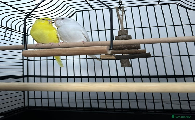 Budgerigars birds - Advert 10