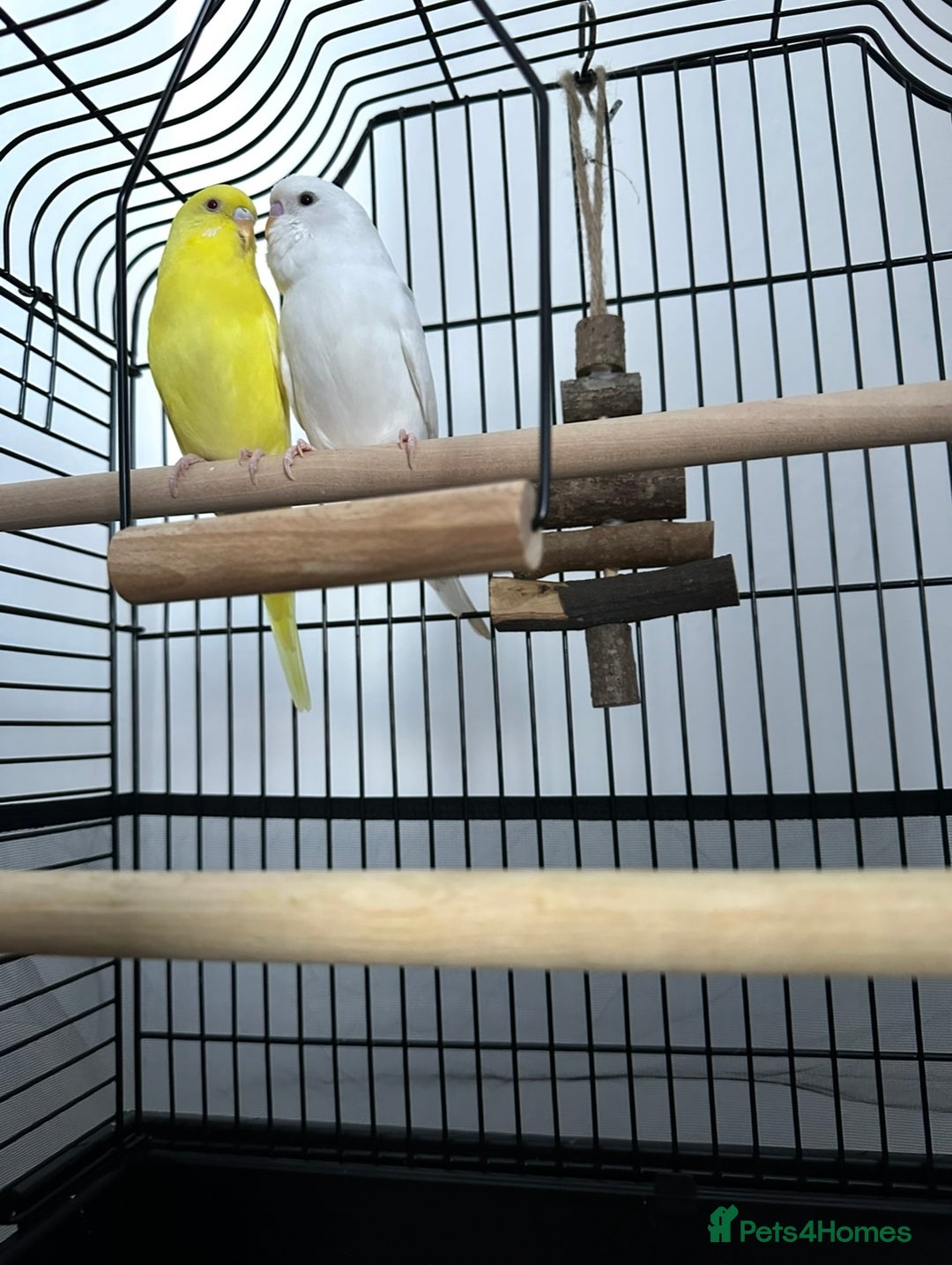 Budgerigars birds for sale: A pair of budgerigars are looking for a new home  - Image 1