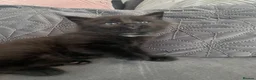 Mixed Breed cats for sale: Beautiful Black Male Kitten  in Banff - Advert 5