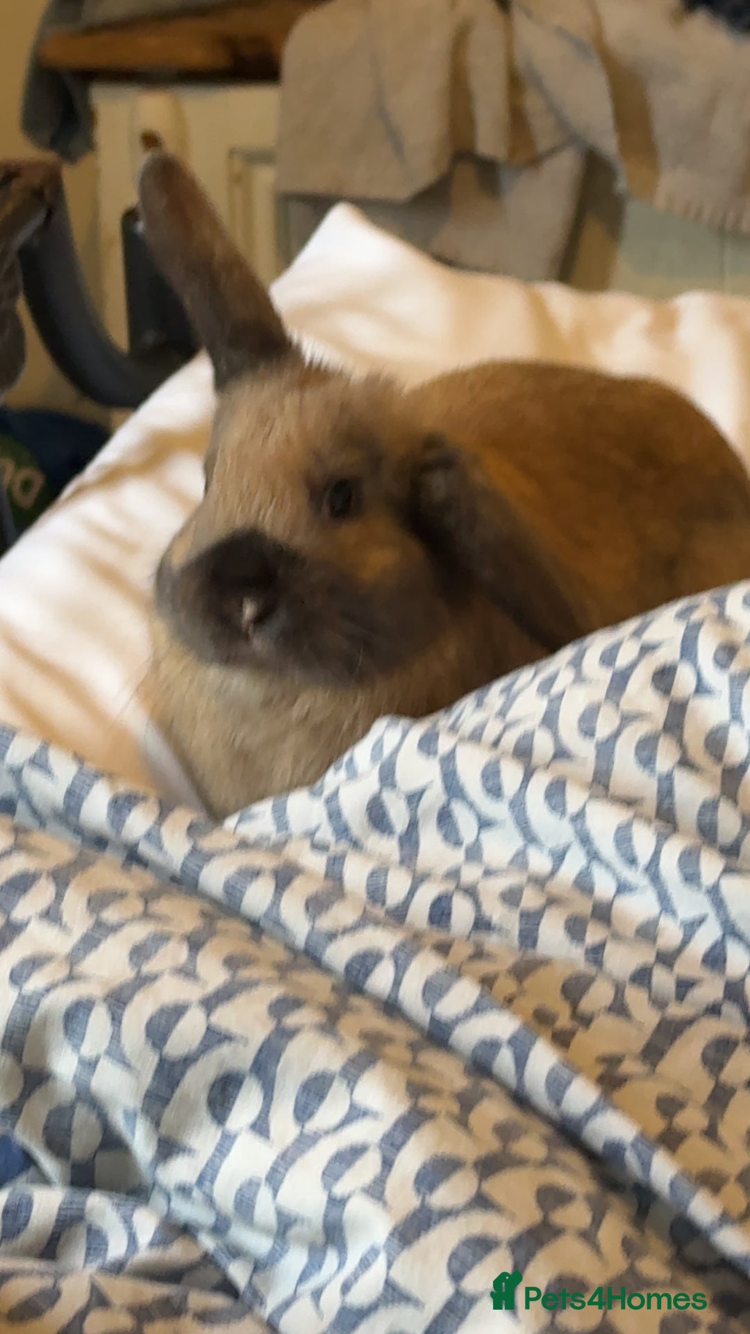 Mini Lop rabbits for sale: Lonley girl in need of a friend - Image 2