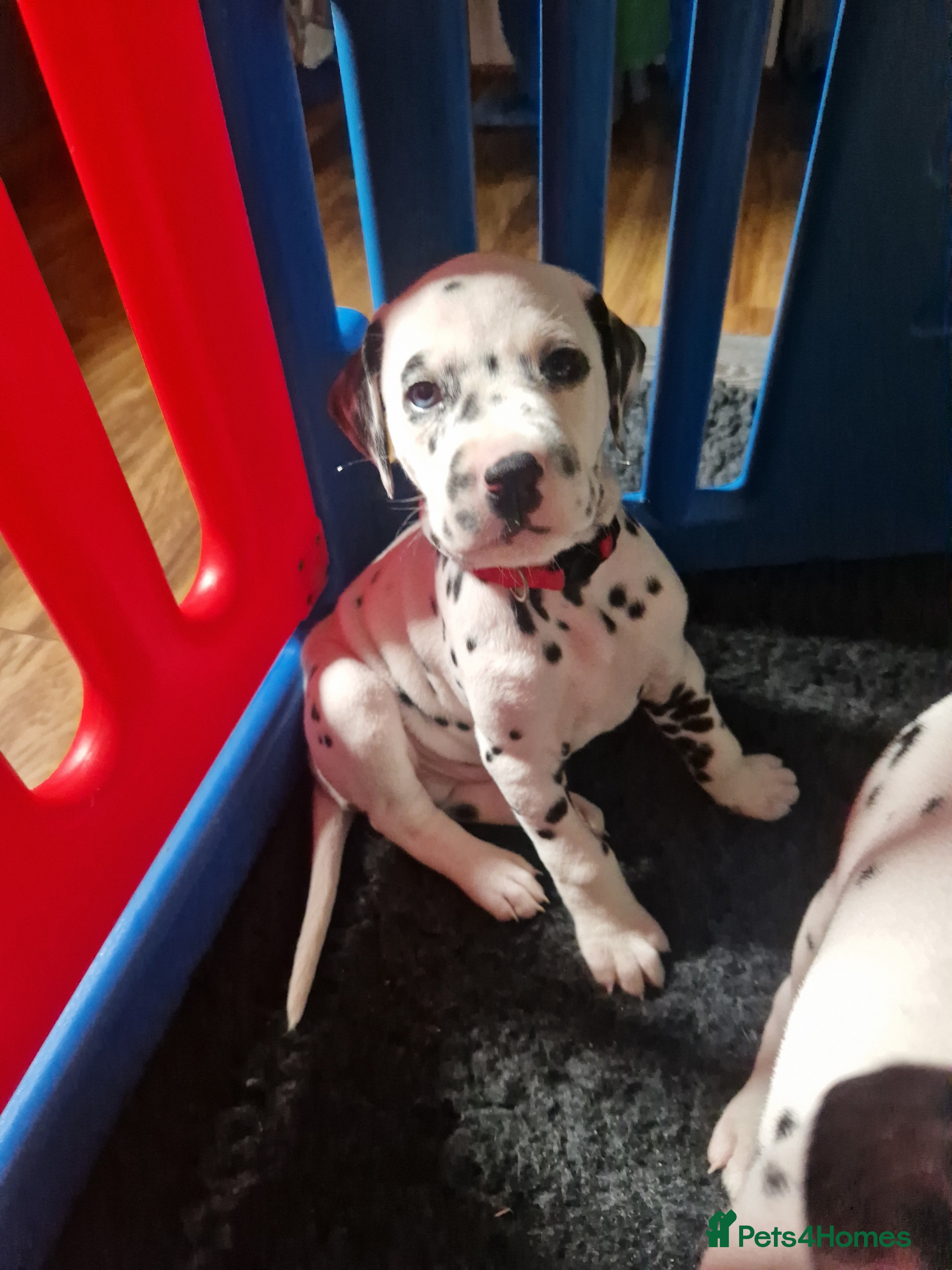 Dalmatian dogs ❤️Exceptional fully hearing KC Dalmatians❤️ - Advert 4