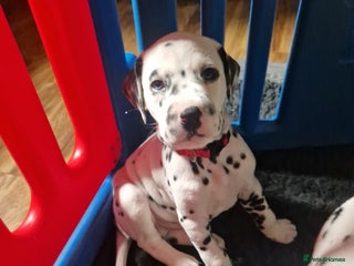 Dalmatian dogs ❤️Exceptional fully hearing KC Dalmatians❤️ - Advert 3