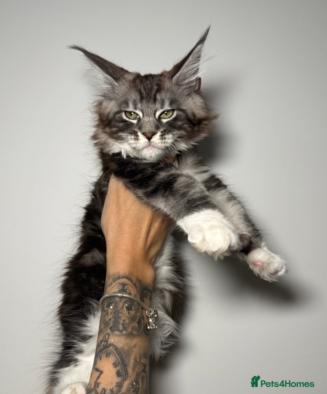 Maine Coon cats for sale: Champion line kittens , ready to go ☺️ - Advert 19