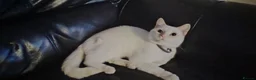 Siamese cats for sale: Popcorn  in Manchester - Advert 3