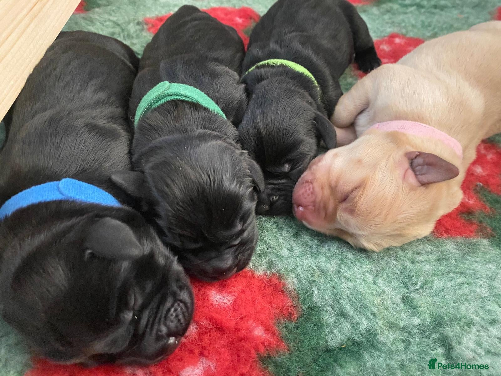 Labrador Retriever dogs for sale: Stunning Labrador puppies in Canterbury - Advert 6