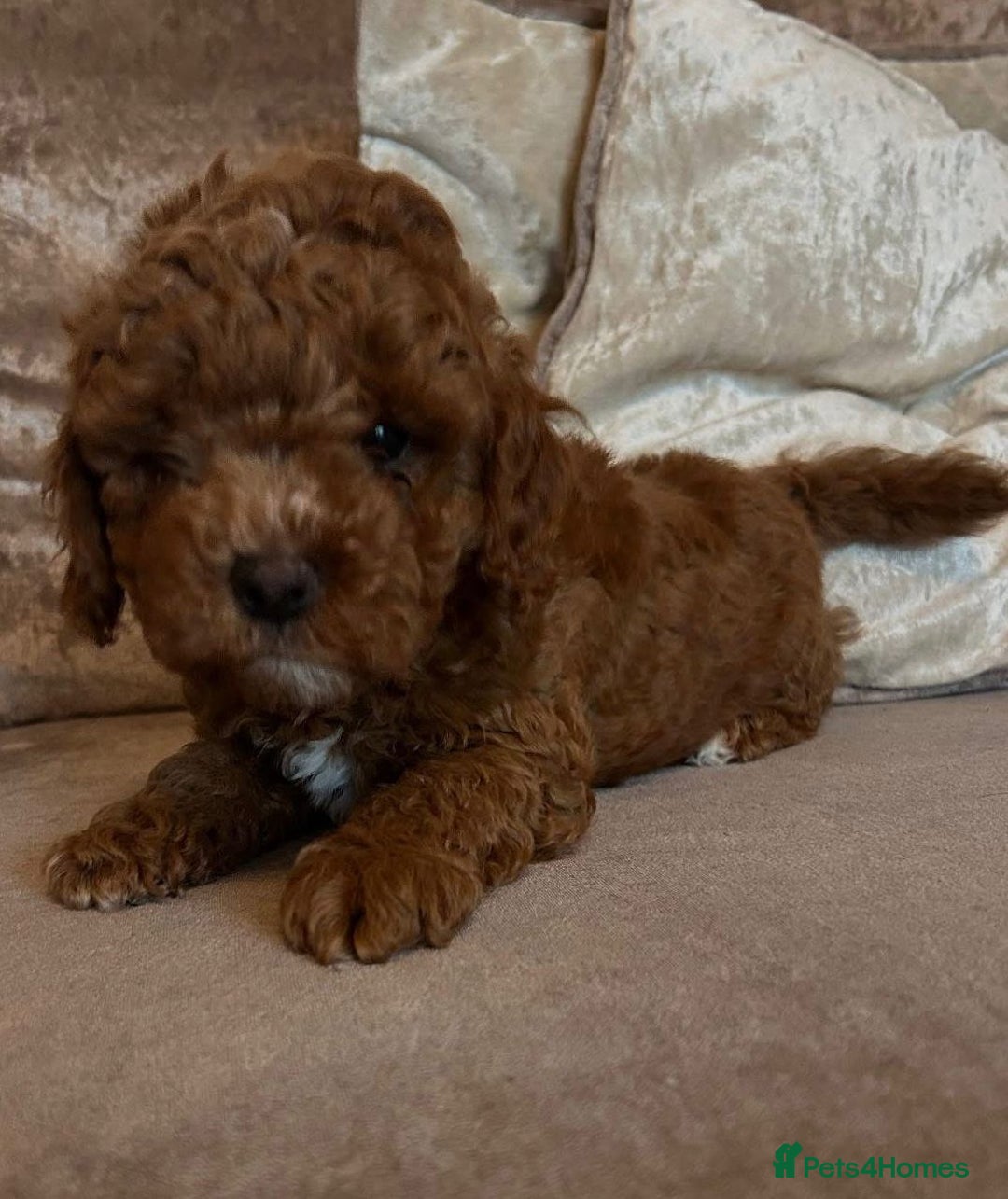 Cavapoo dogs for sale: Cavapoo puppies  - Image 4