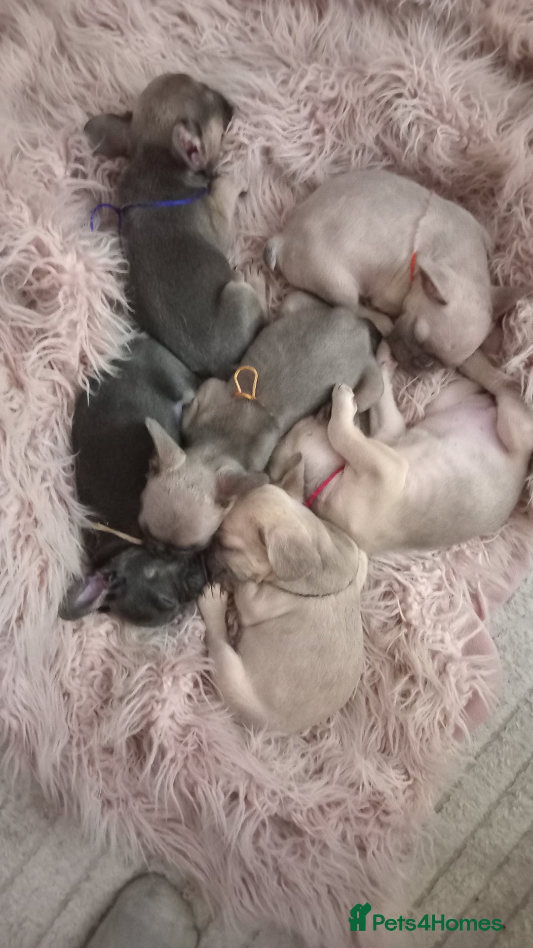 French Bulldog dogs for sale: French Bulldog pups - Advert 13