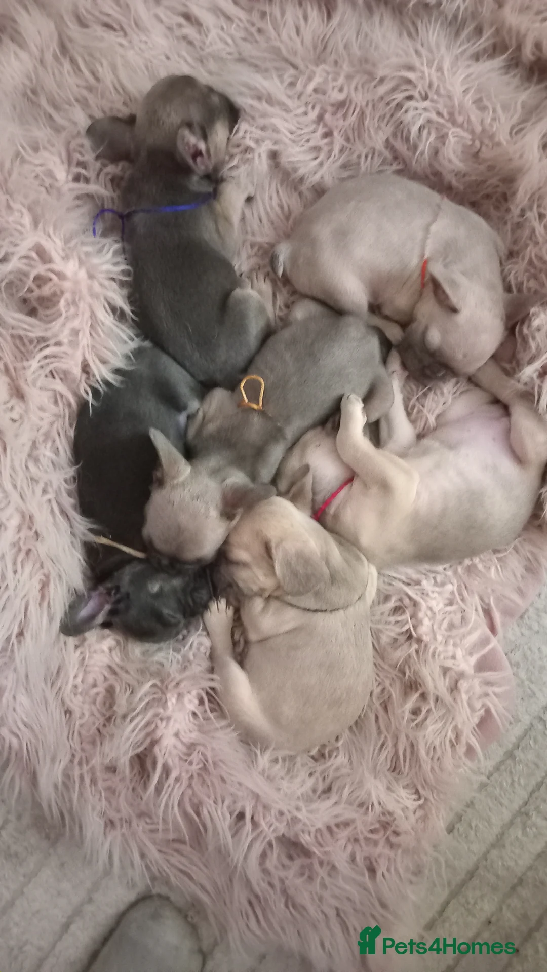 French Bulldog dogs for sale: French Bulldog pups - Advert 13