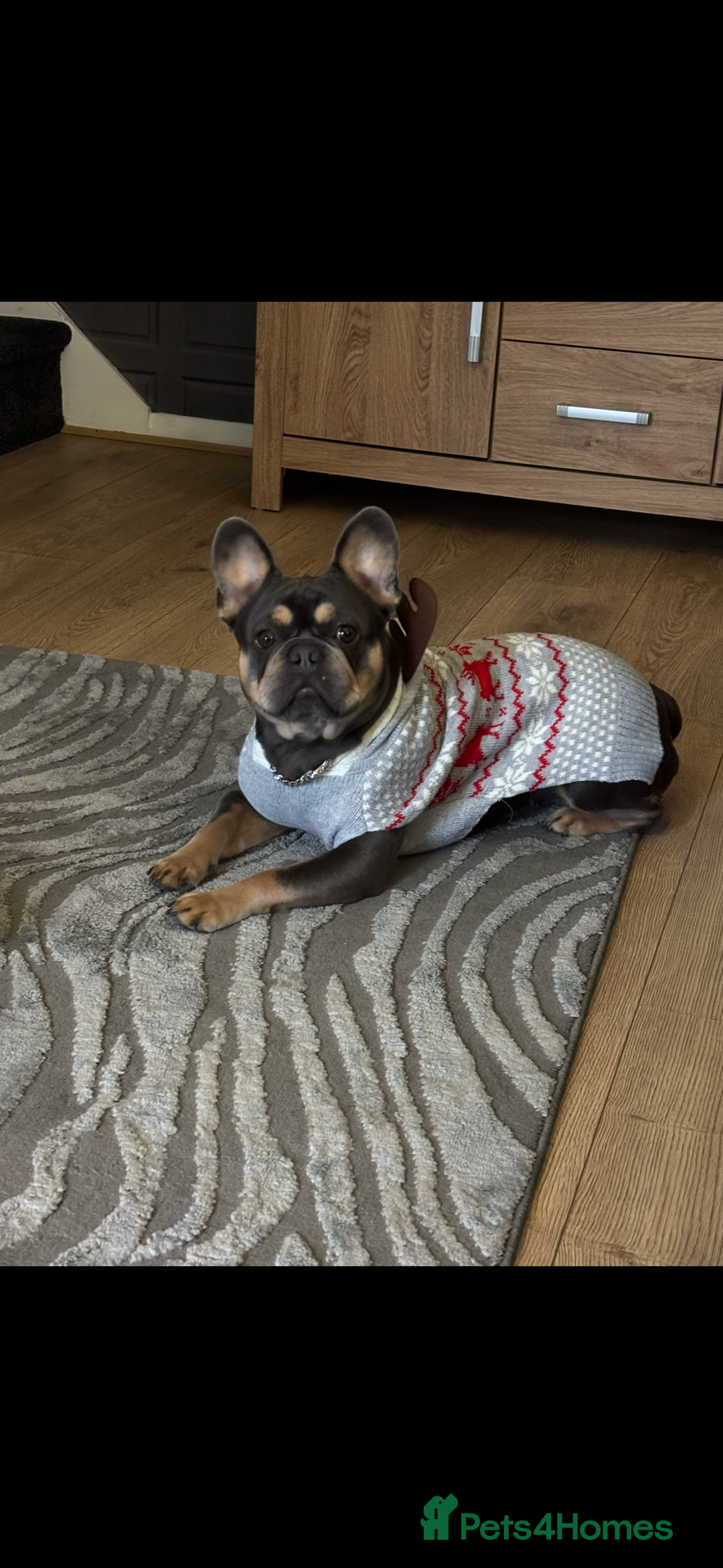 French Bulldog dogs for sale: 16 month old girl frenchie - Advert 4