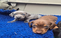 Miniature Dachshund dogs for sale: Stunning mini Daxies, KC reg PRA clear - Image 4